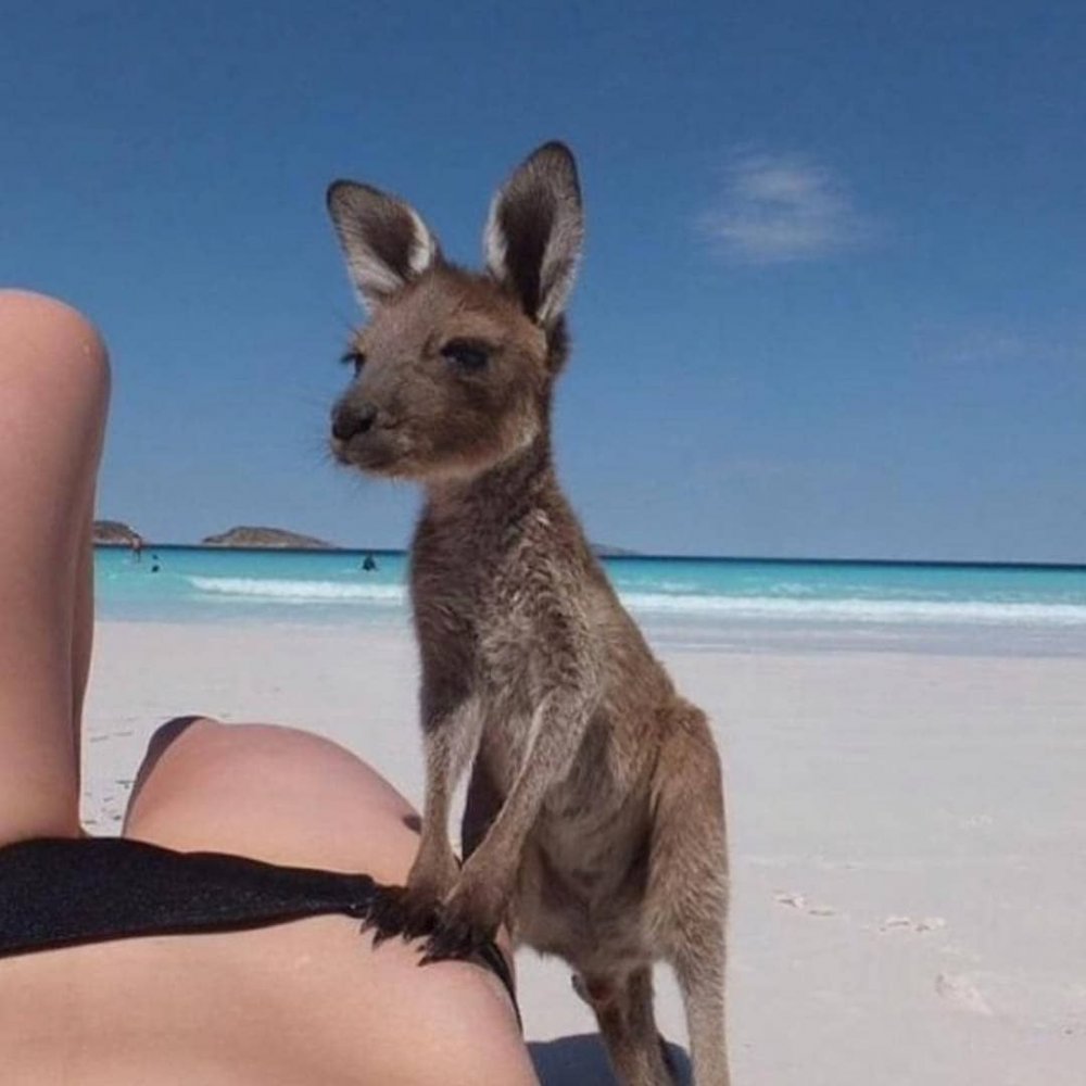 Кенгуру на пляже в Австралии