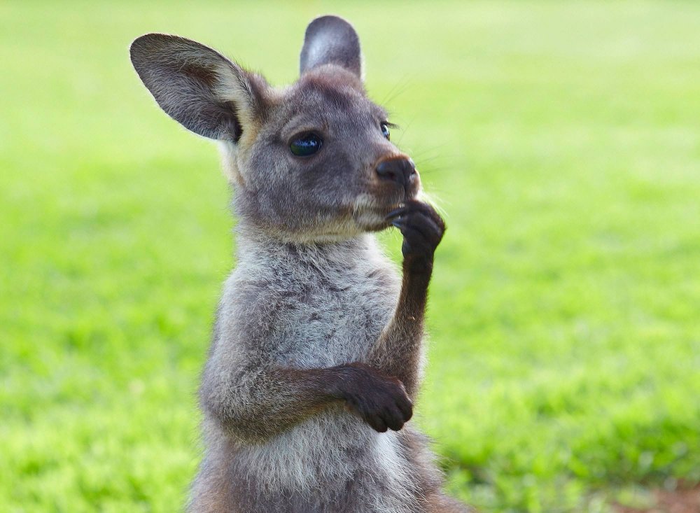 Новорожденные кенгуру
