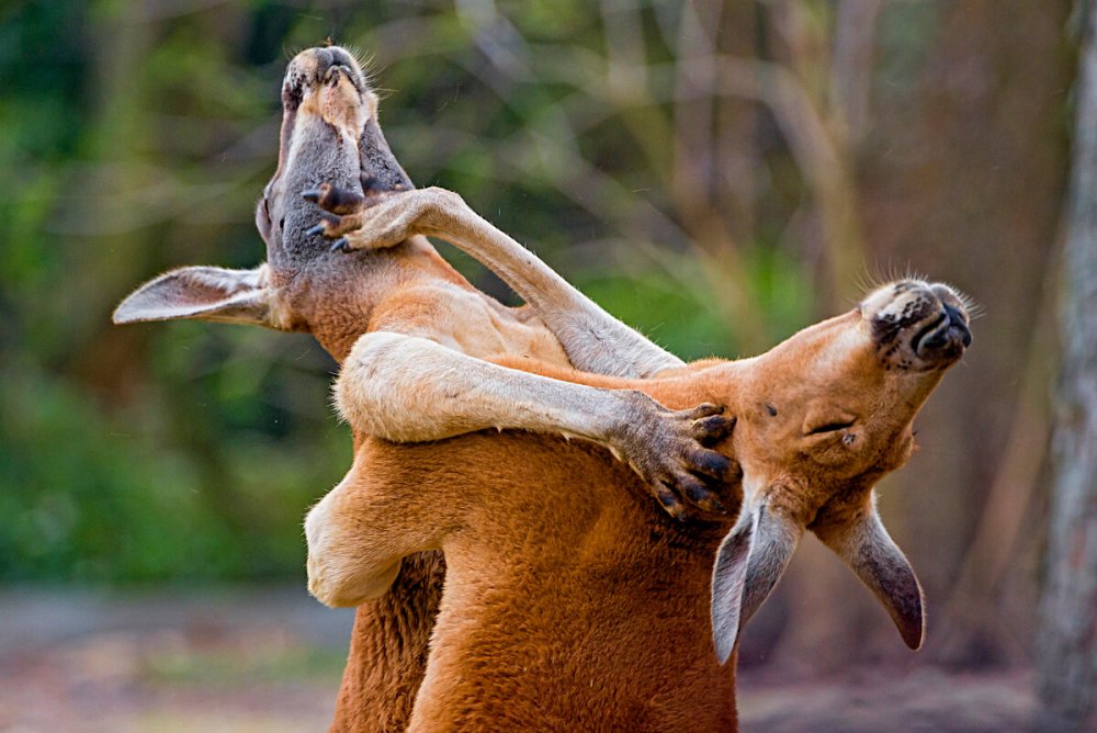Смешные кенгуру