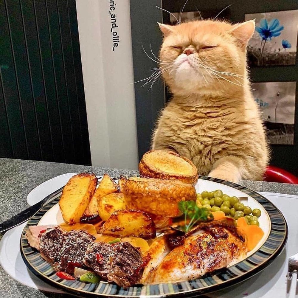 Прикольные мемы с котами и едой