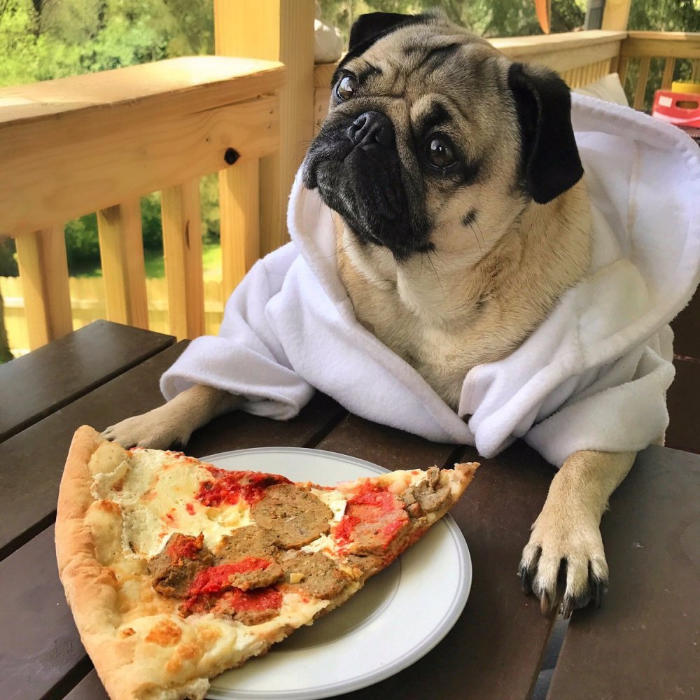 Собака и пицца