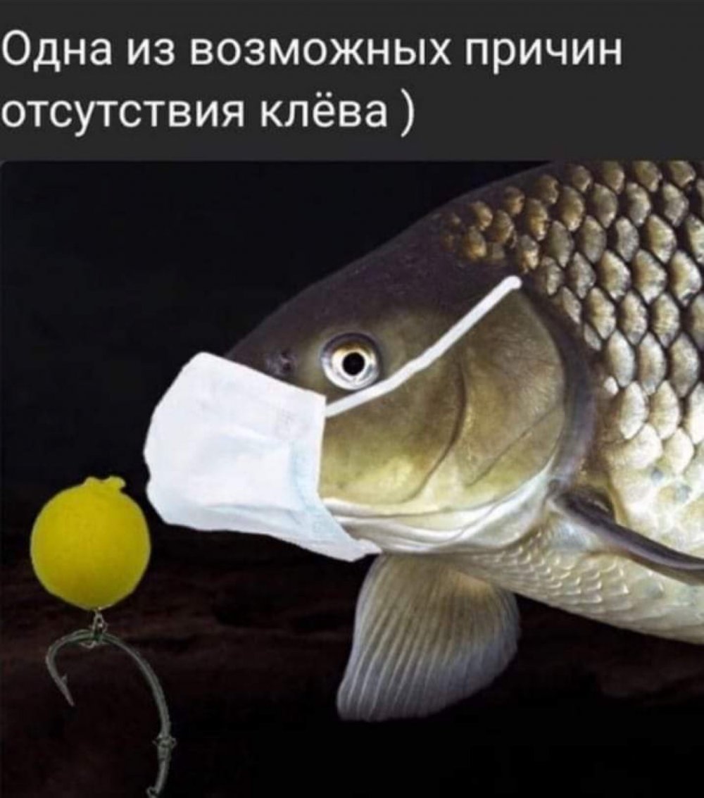 Рыба в маске приколы