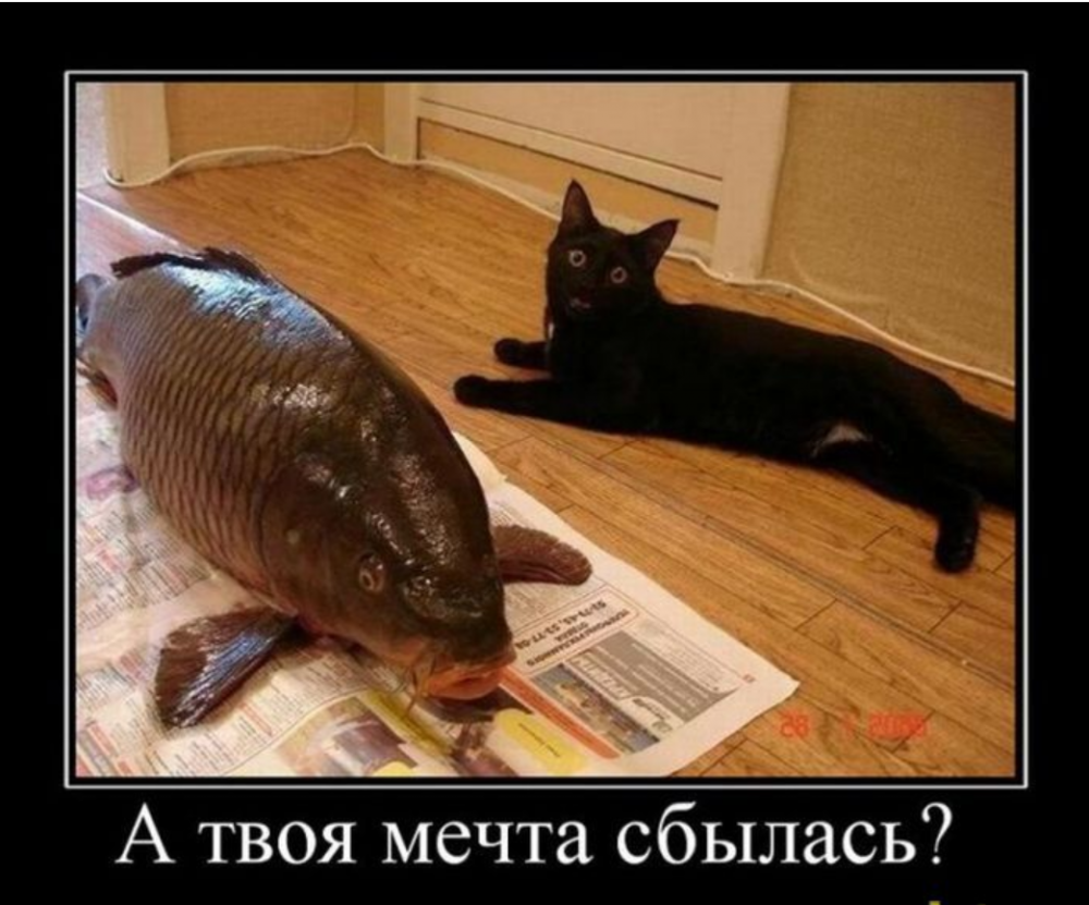 Смешной кот с рыбой