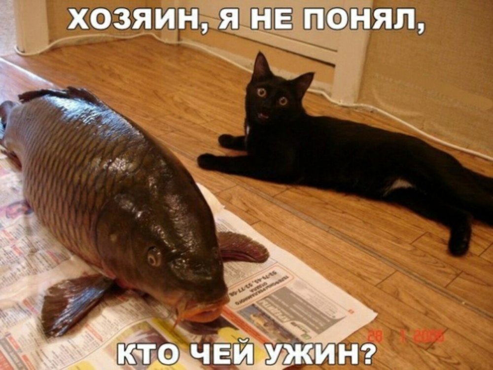 Коты и рыба приколы
