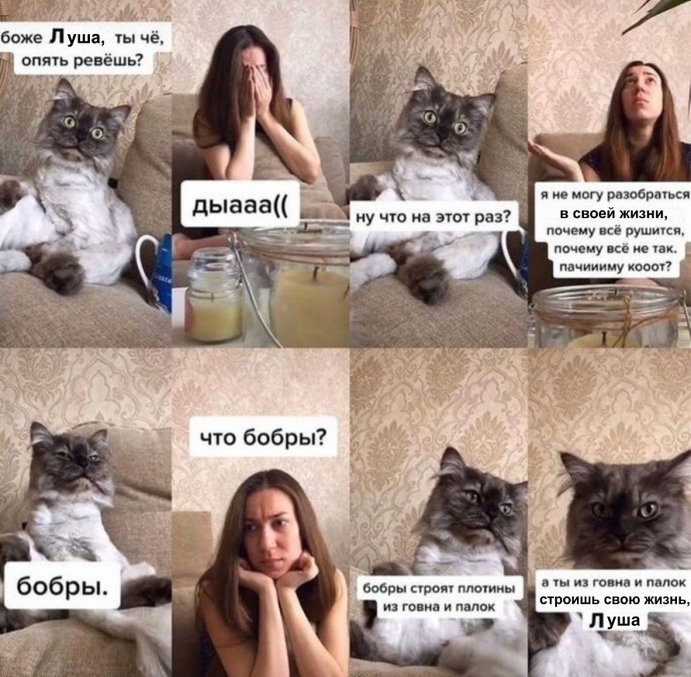 Мемы про Лену и котов