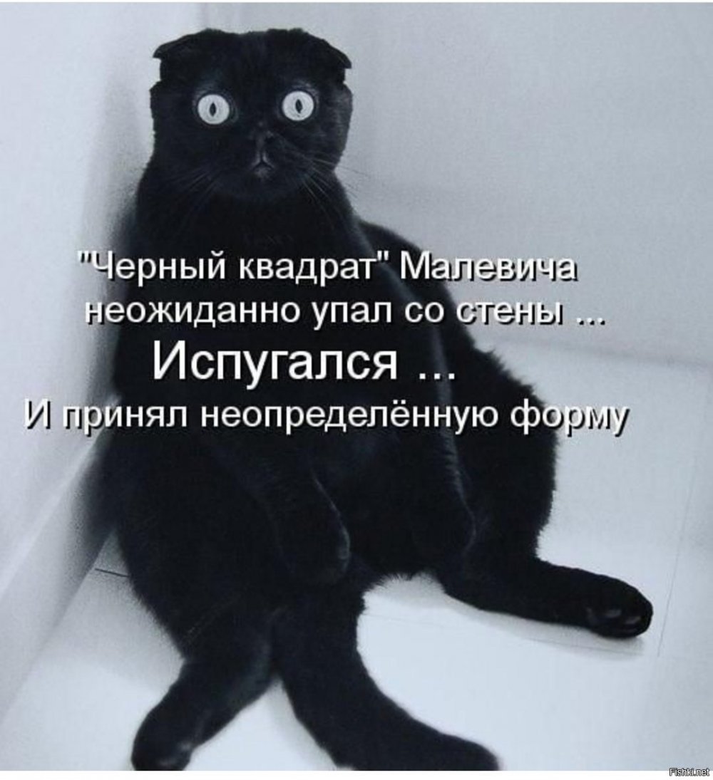 Смешные чёрные коты с надписями