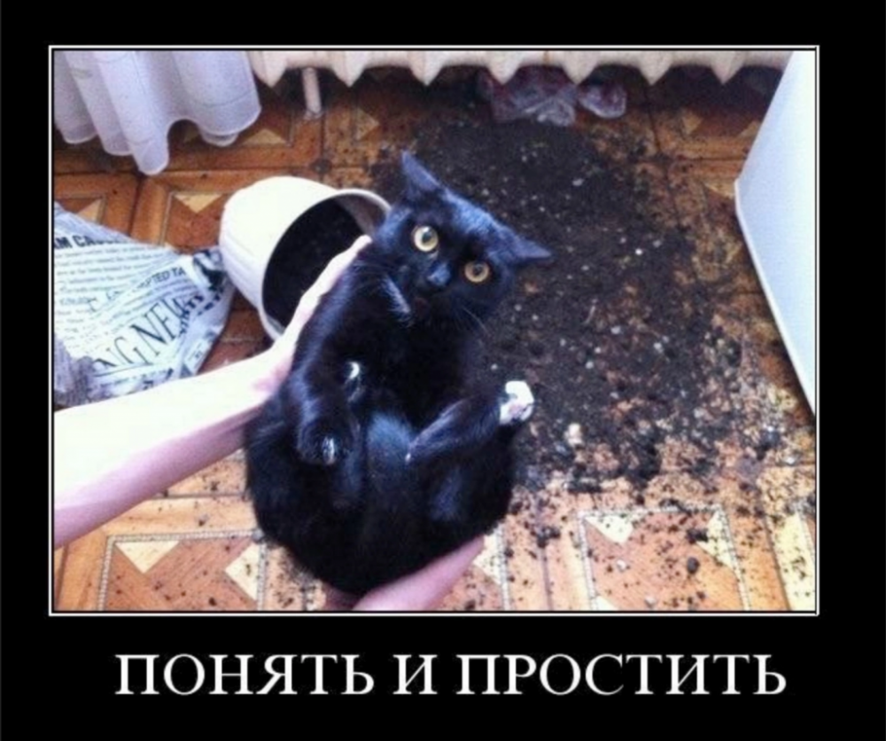 Черный кот Мем