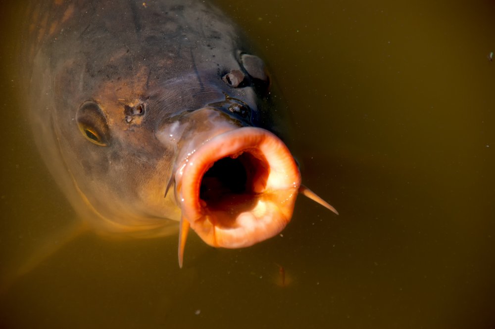 Рыба открыла рот