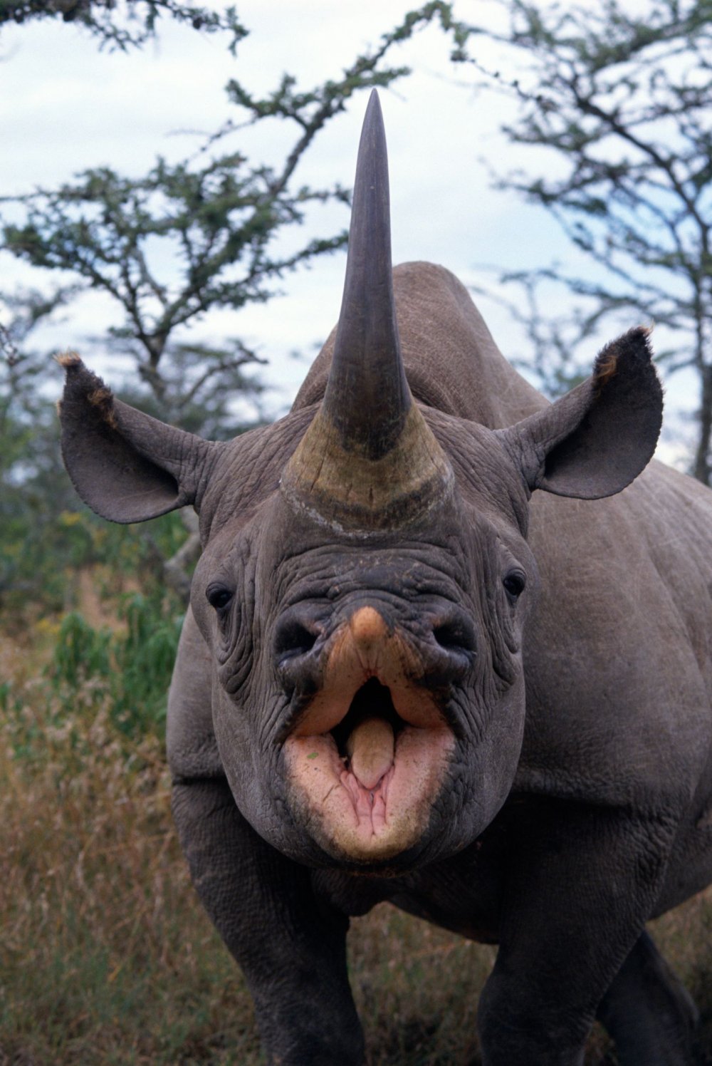 Носорог улыбается