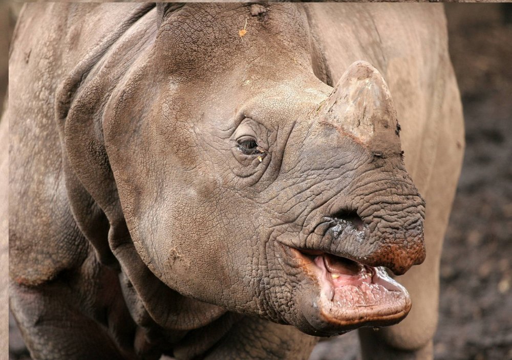 Носорог с улыбкой