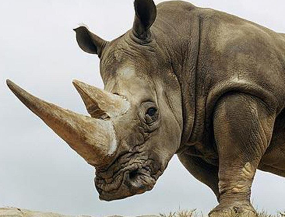Носорог с 5 рогами