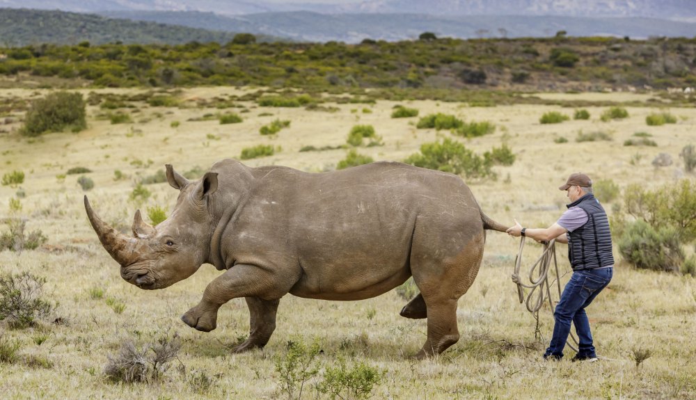 Хвост носорога