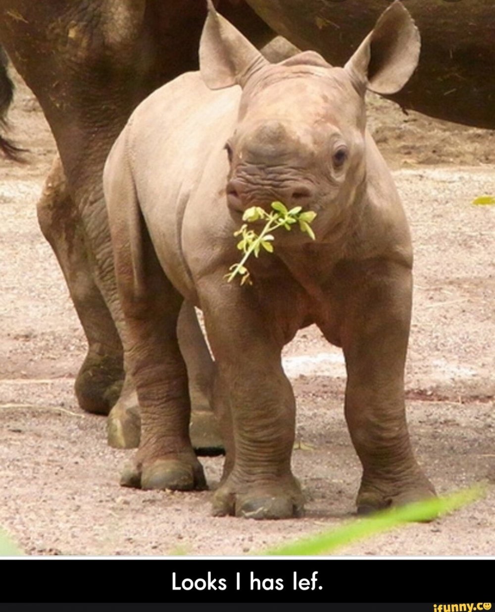 Веселый носорог