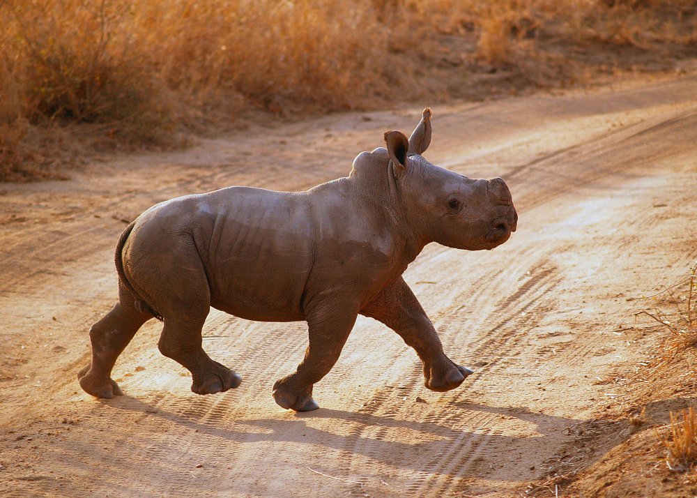 Маленький смешной носорог