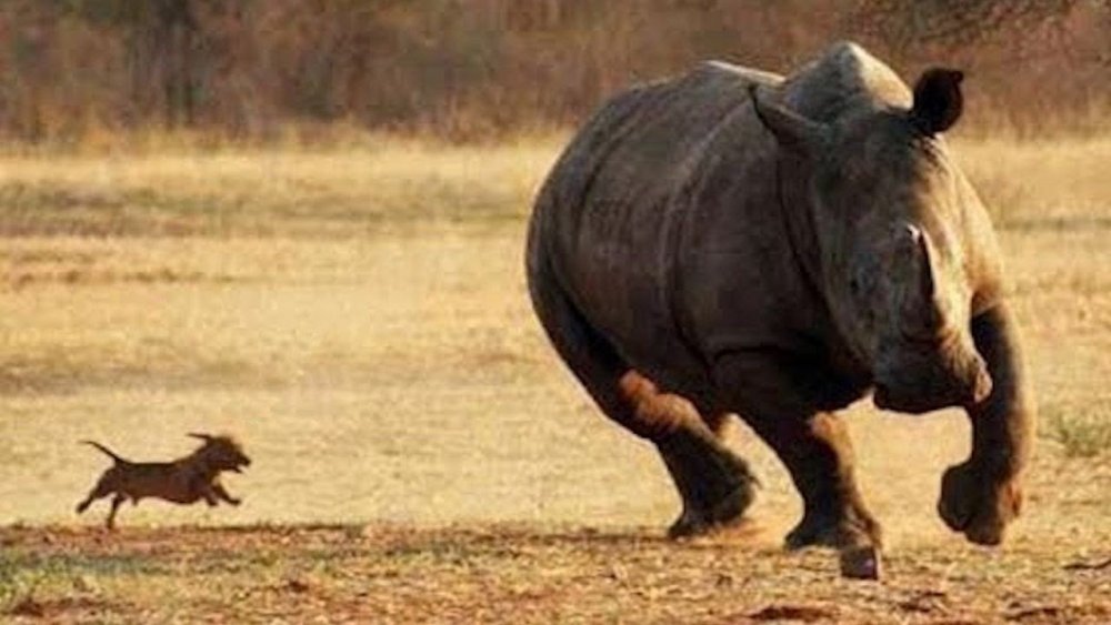 Самка носорога Эйс Вентура