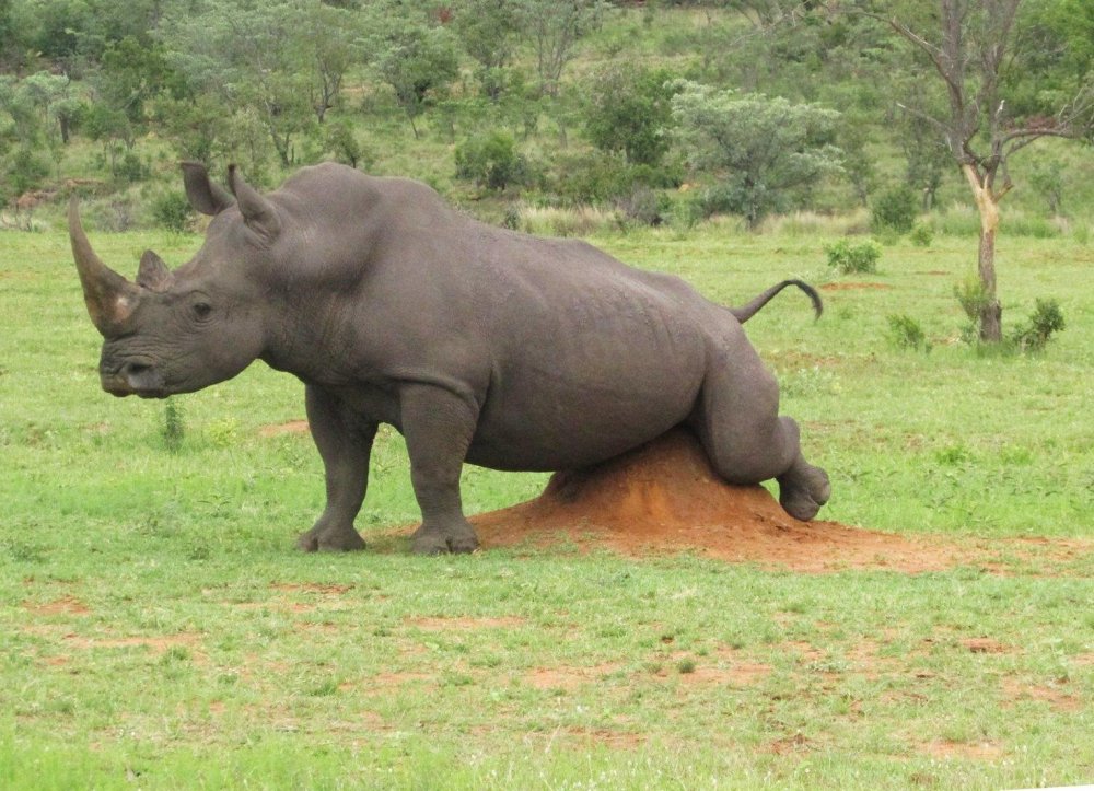Носорог : непарнокопытные = гиена : ?