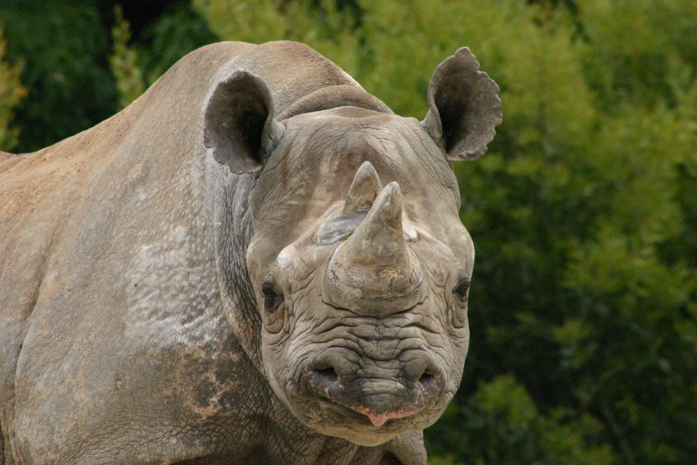 Трехрогий носорог