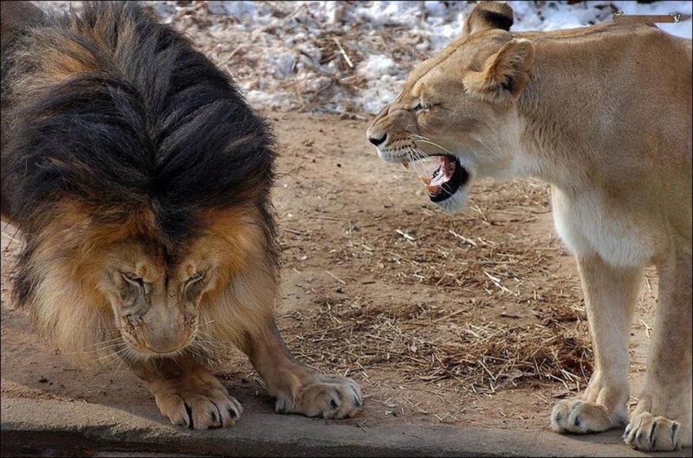 Львица кричит на Льва