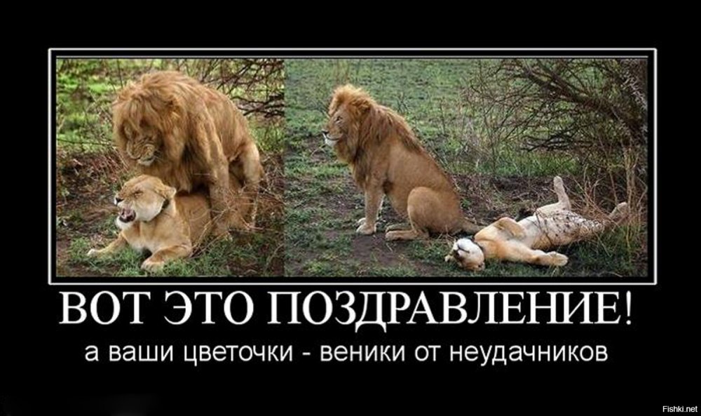 Лев и львица демотиватор