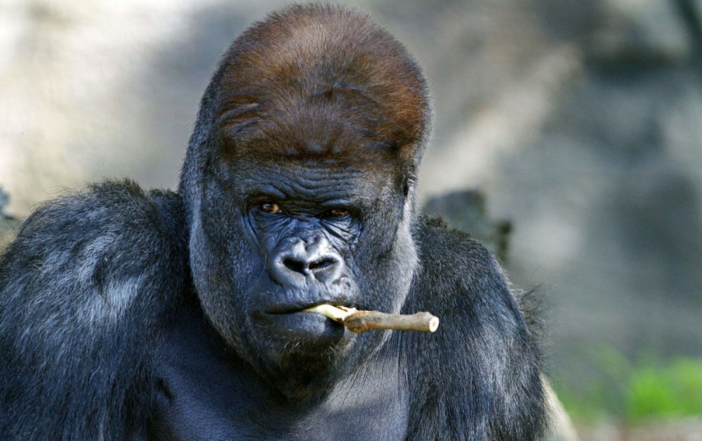Курящая горилла