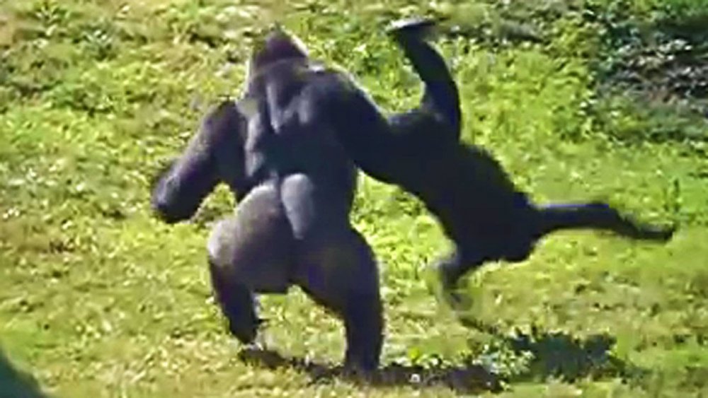 Горилла кидает другую гориллу