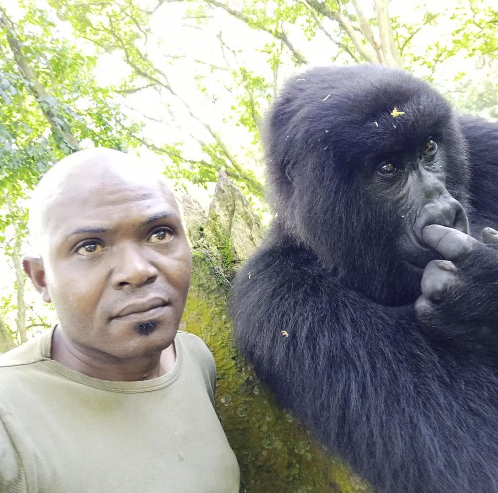 Гигантская горилла Конго