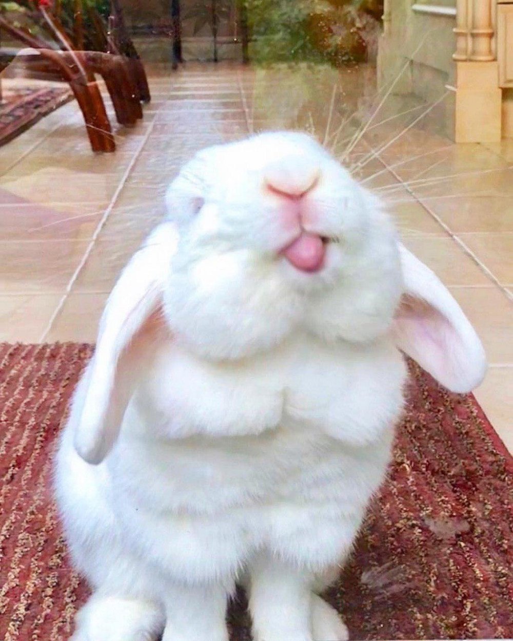 Радостный кролик