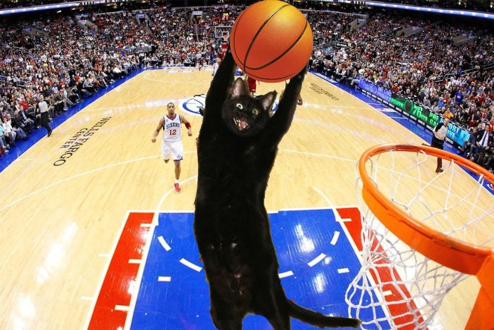Котик с баскетбольным мячом