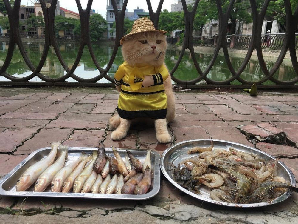 Кот продавец во Вьетнаме