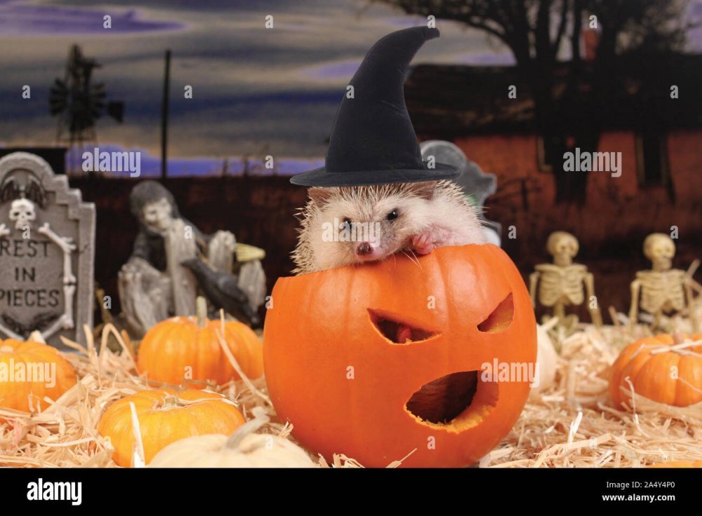 Хэллоуин с животными