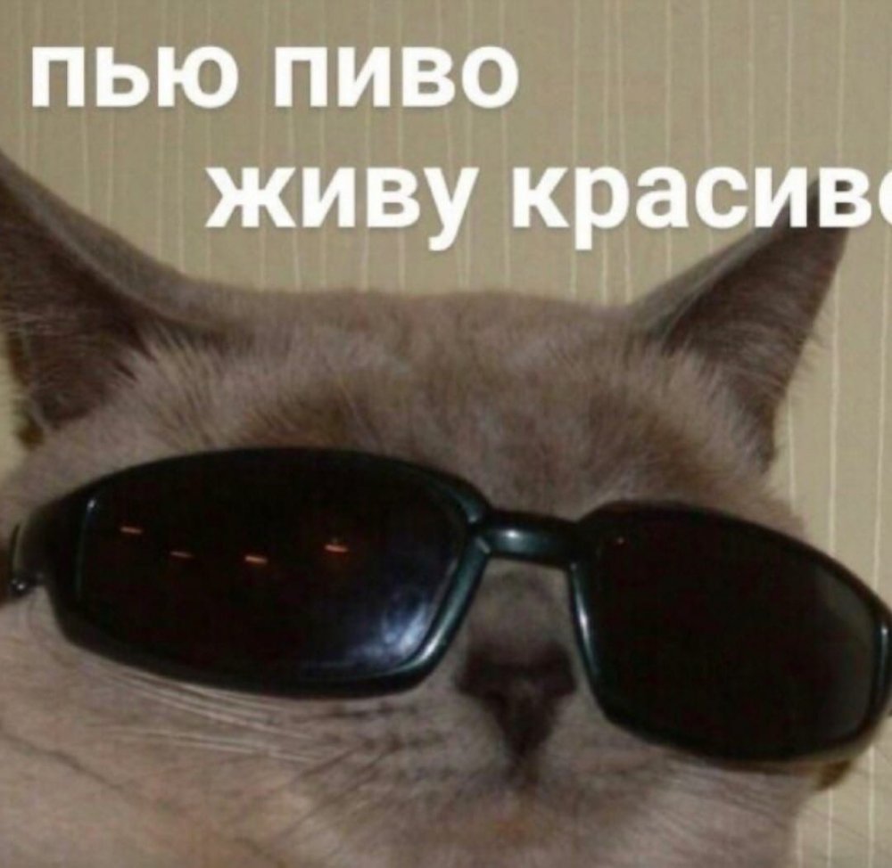 Фотообои кот в очках
