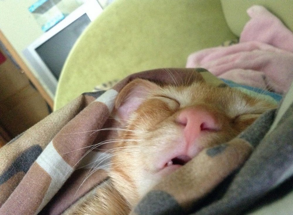 Спящий кот с открытым ртом