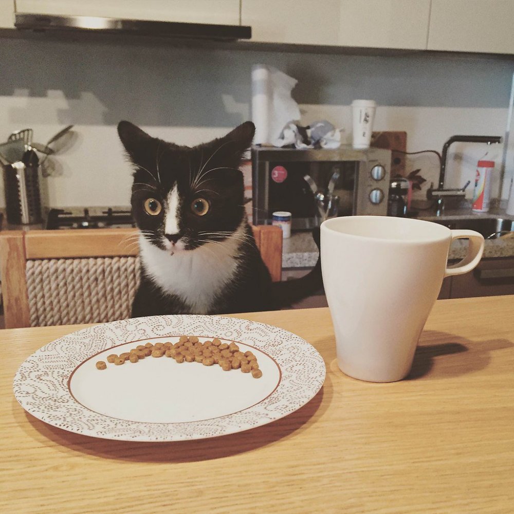 Кот за завтраком