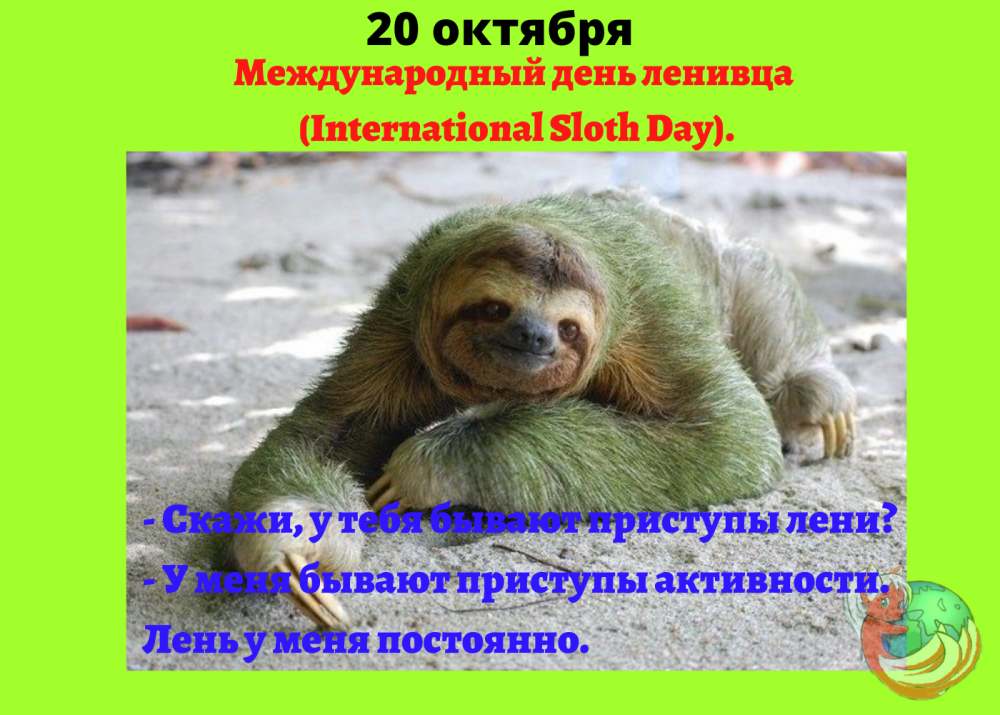 Международный день ленивца (International Sloth Day)