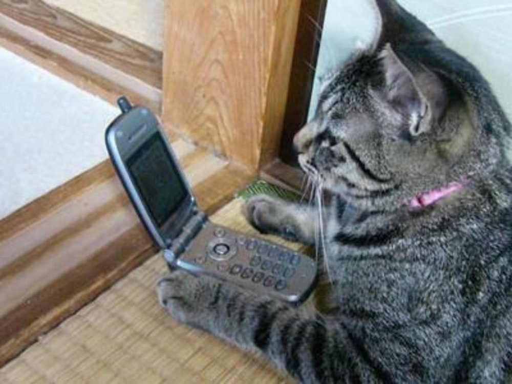Кот разговаривает по телефону