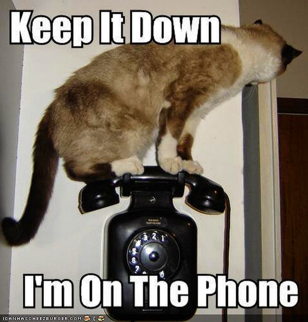 Кот сидит в телефоне