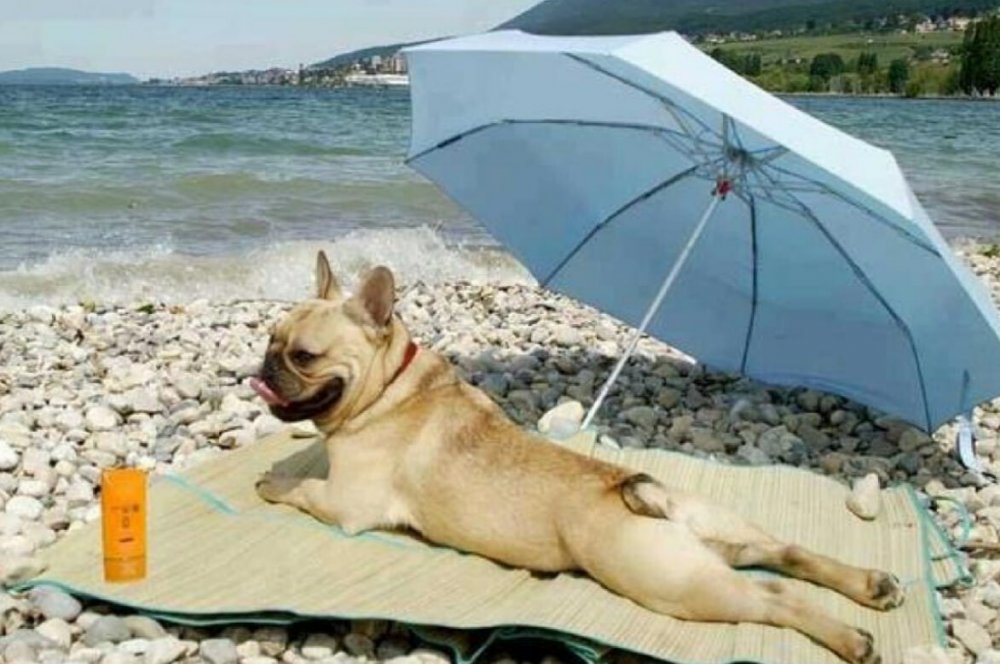 Собака загорает на пляже