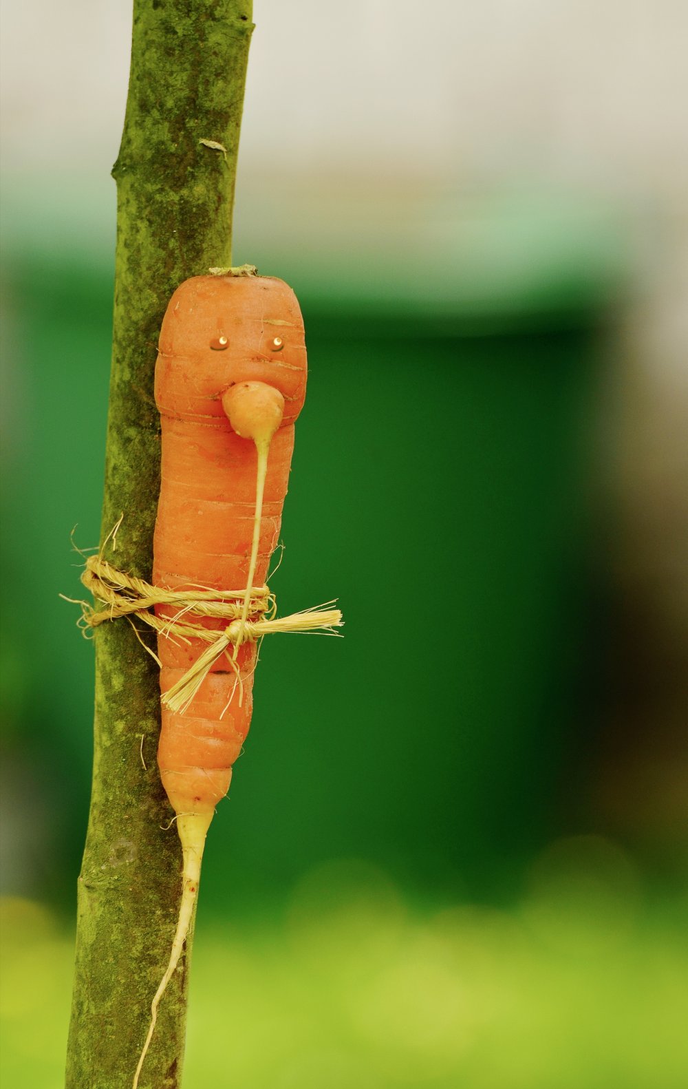 Вялая морковь