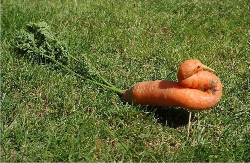 Морковь прикидывается павлином