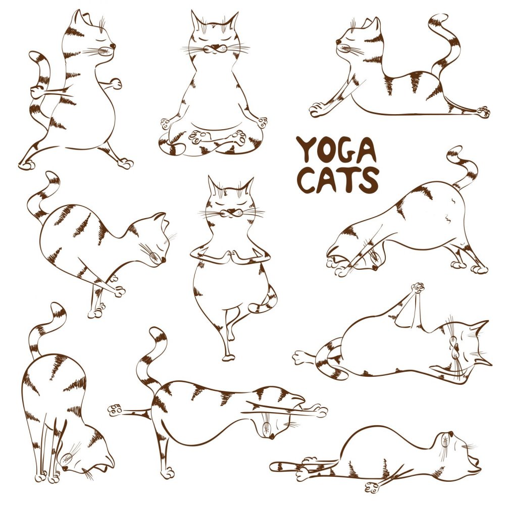 Кошка йога рисунок