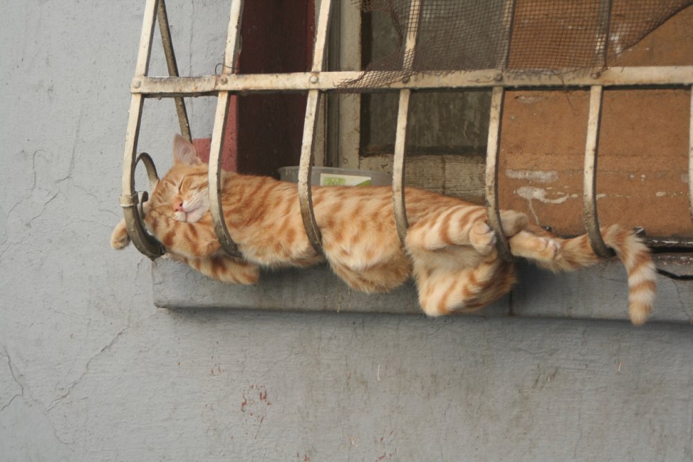 Коты спят в неудобных местах