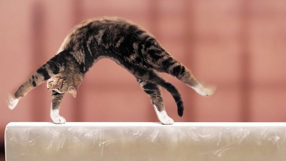 Коты гимнасты