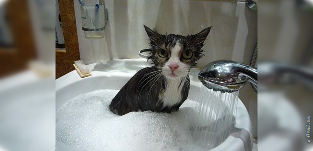 Мокрый облезлый кот