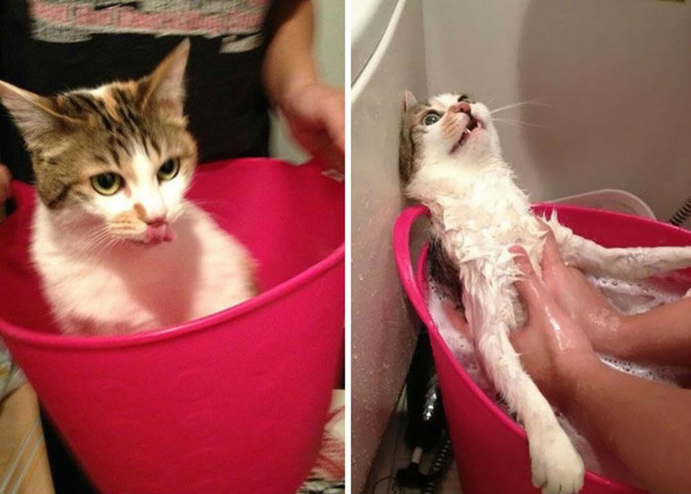 Кошка после купания