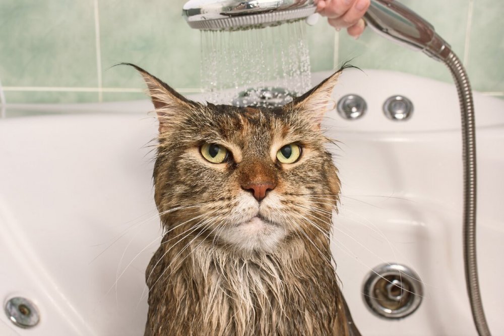 Кошка моется
