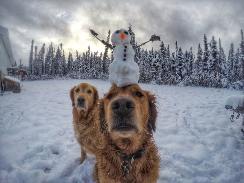 Смешные собаки в снегу