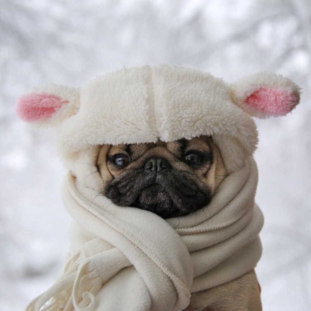 Смешной пес в зимней одежде