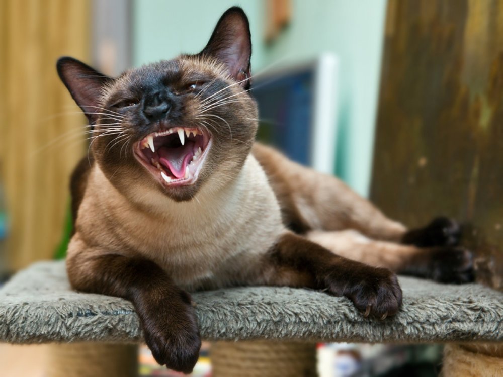 Смешной тайский кот