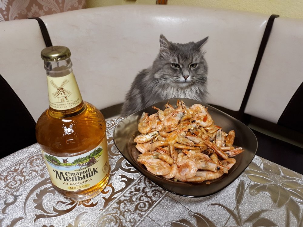 Кот с пивом и креветками