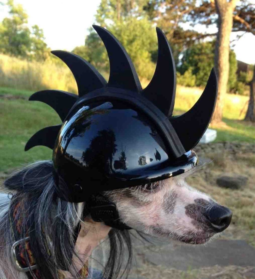 Шлем для собаки на мотоцикле